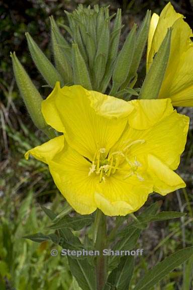 oenothera elata ssp hirsutissima 1 graphic